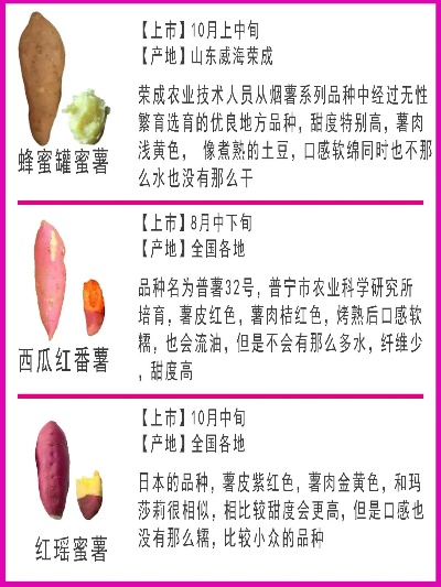 什么地方有致富薯？跟我来看看这些热门薯地！