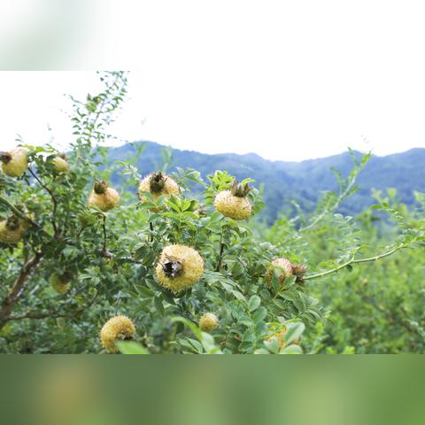 做什么营养东西赚钱多些？看我一一揭秘营养行业的商机！