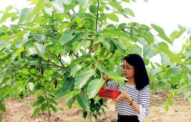 种什么桑树能致富？一文带你了解桑树种植致富之路