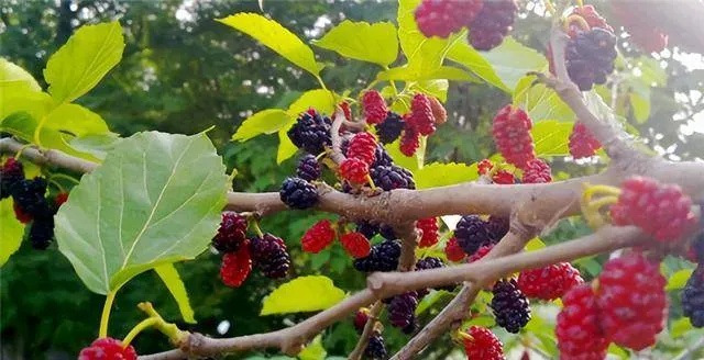 种什么桑树能致富？一文带你了解桑树种植致富之路