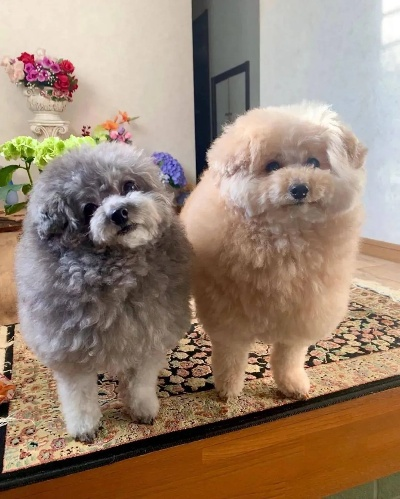 揭秘购物羊小咩便荔卡套现真相，是真的吗？还是骗局？