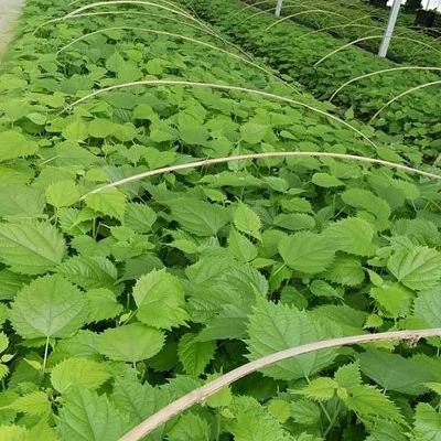 什么植物最省钱又致富？让我带你一探究竟！