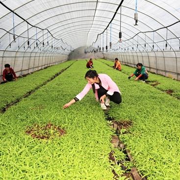 什么植物最省钱又致富？让我带你一探究竟！