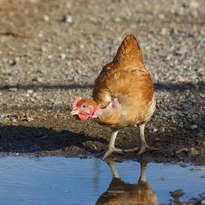 致富养什么最赚钱？深度解析养殖业新机遇