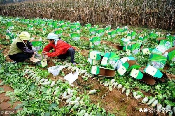 现在农村致富什么最好？看我一一道来，还有表格和案例给你解释清楚