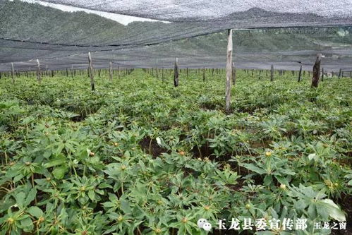 重庆巫溪种植致富之路，探寻作物种植新机遇