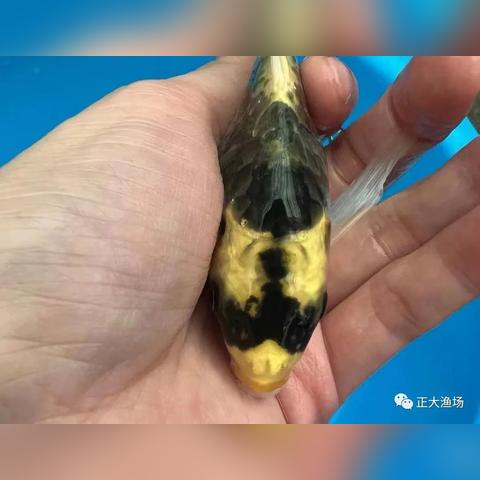 户外运动装备新宠儿，Maya品牌全面解析