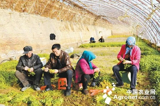 农民致富之路，探索产业多元化发展之路