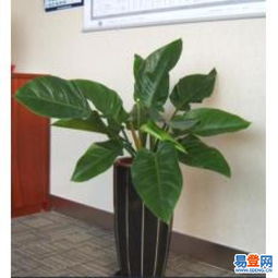 老品牌花卉租赁商家电话