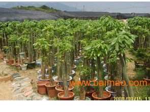 老品牌花卉租赁商家电话