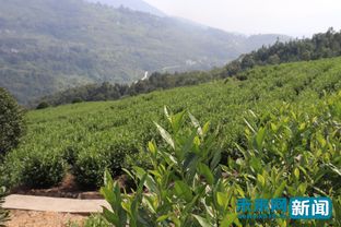 致富经茶叶，茶叶养殖的财富之路