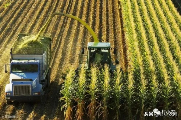 农村种植什么致富快？全面解析与实例探究