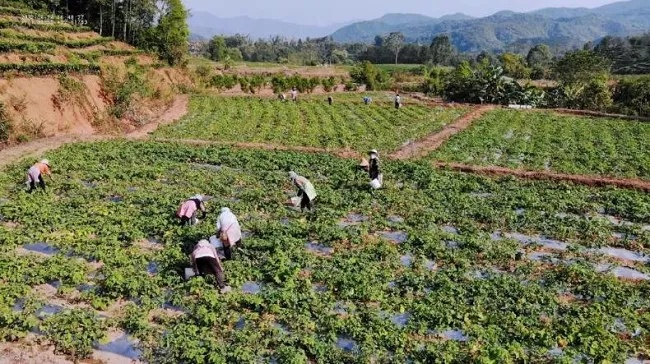 西北农村致富之路，探索与启示