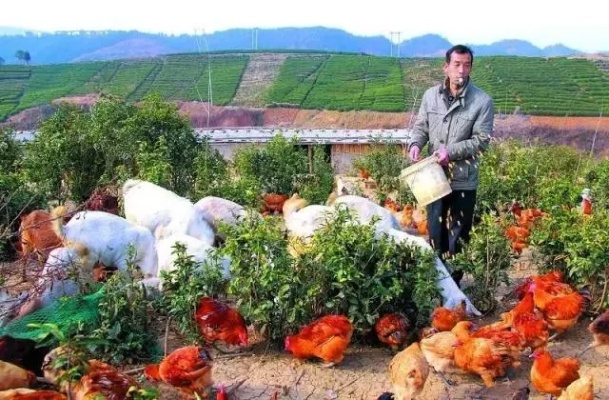 养什么最容易致富？深度解析养殖业新机遇