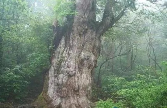 揭秘致富宝，神秘树木种类解析