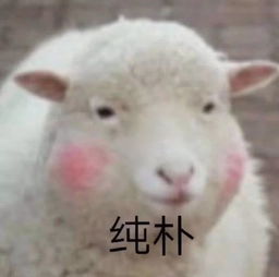 羊小咩便荔卡提的钱，能提现吗？揭秘你的钱袋子！