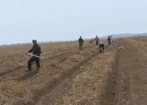 土地能种什么致富，种植策略与成功案例分析