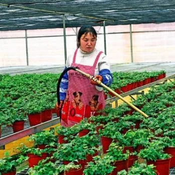 乡镇致富项目大解析
