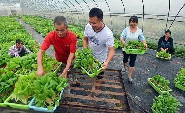 乡镇致富项目大解析