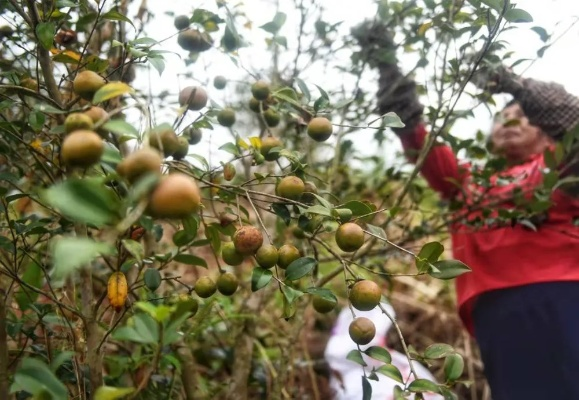油茶致富果，揭示其神秘面纱与成功案例