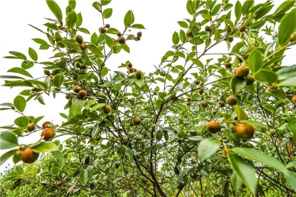 油茶致富果，揭示其神秘面纱与成功案例