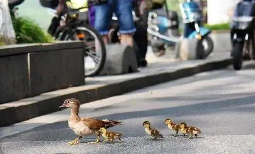 羊小咩便荔卡套出来走路运—揭秘羊城小市民的日常生活