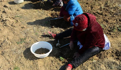 农村人种植药材赚钱的途径与案例解析