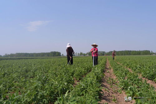 农村人种植药材赚钱的途径与案例解析