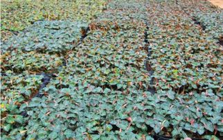 农村人种植药材赚钱的途径与案例解析