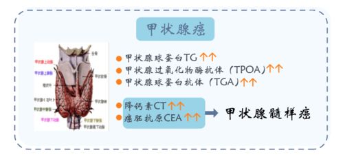 羊小咩便荔卡套出来准不准？揭秘便荔卡套的准确性！