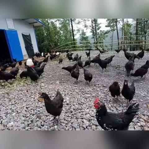 干什么致富项目，热门商机与成功案例解析