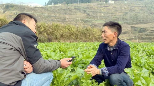 以前农村种什么能致富？一起来聊聊那些年的种植致富路