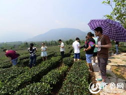 以前农村种什么能致富？一起来聊聊那些年的种植致富路