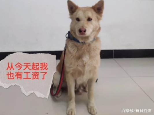 现在狗做什么工作最赚钱