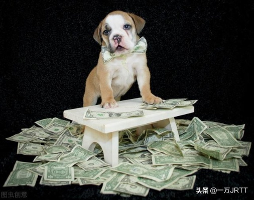 现在狗做什么工作最赚钱
