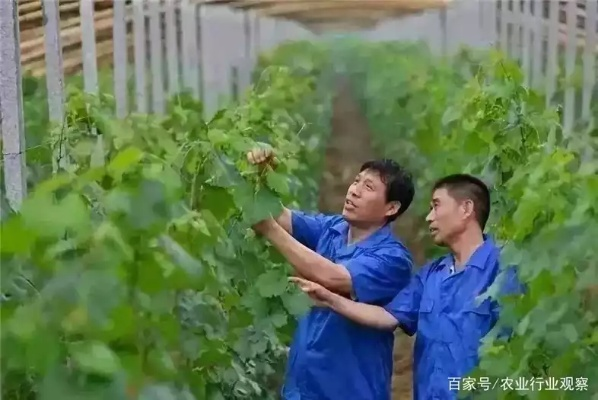 哪些人会选择回乡创业？让我们聊聊他们的故事