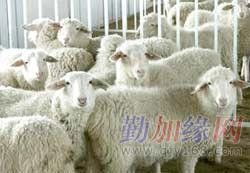 如何高效利用羊小咩便荔卡进行取现操作