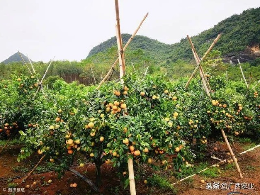 在贺州没钱也能赚钱，探索与实践