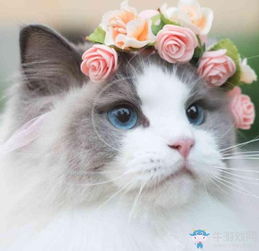 加菲猫母婴品牌，萌宠界的领航者