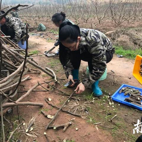 无花果致富果，揭秘无花果产业带来的财富与机遇