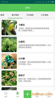 微店放心花，如何巧妙套出金花？实用攻略与案例解析