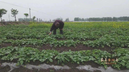 明年种植什么致富树木？看我一一揭秘！