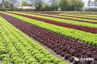 农村种植菜类的致富之路，策略、案例与前景展望