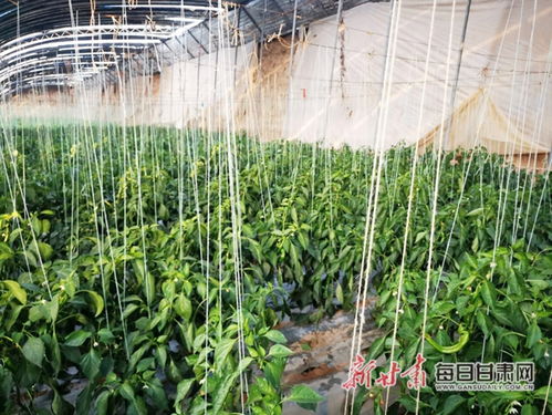 农村种植菜类的致富之路，策略、案例与前景展望