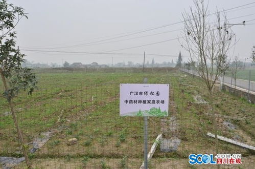 200亩地种植致富之道，策略、案例与选择