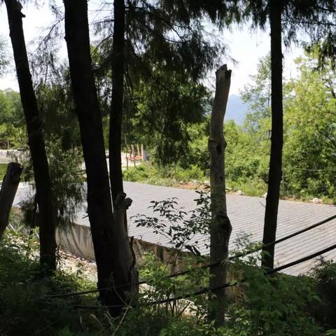 农村致富之路，探索养殖业的无限商机