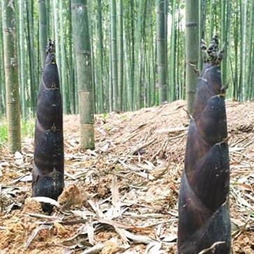 百姓种什么致富，种植策略与成功案例分析