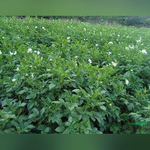 百姓种什么致富，种植策略与成功案例分析