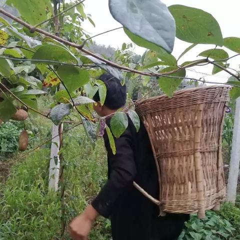 百姓种什么致富，种植策略与成功案例分析