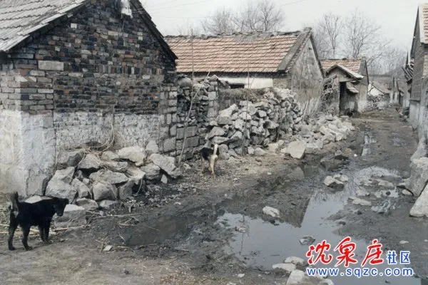山东沈泉庄的致富之路，探索与启示